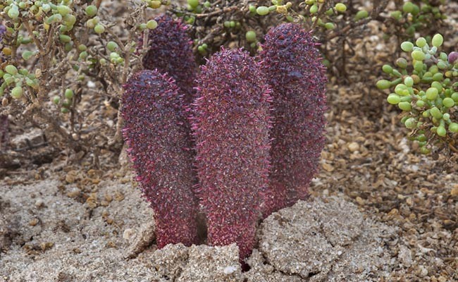 Cynomorium Songaricum