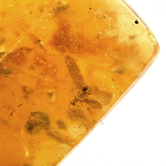Amber