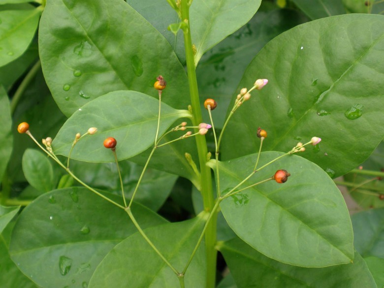 Sâm đất có thể trồng từ hạt hoặc trồng từ mẫu thân hay mẫu rễ.