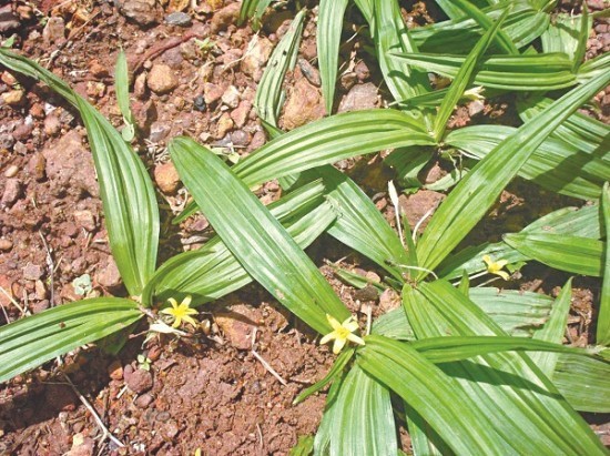 Cây Sâm cau ngoài tự nhiên