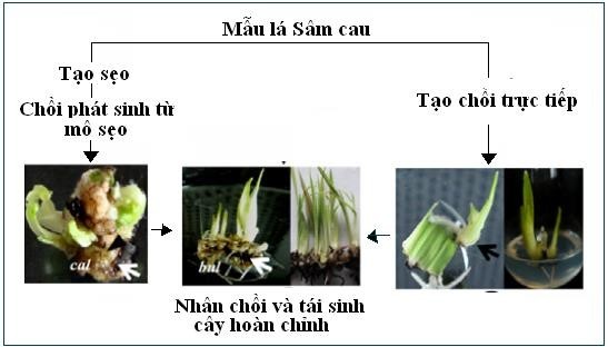Quy trình tạo cây Sâm cau in vitro tại Trung tâm Ươm tạo