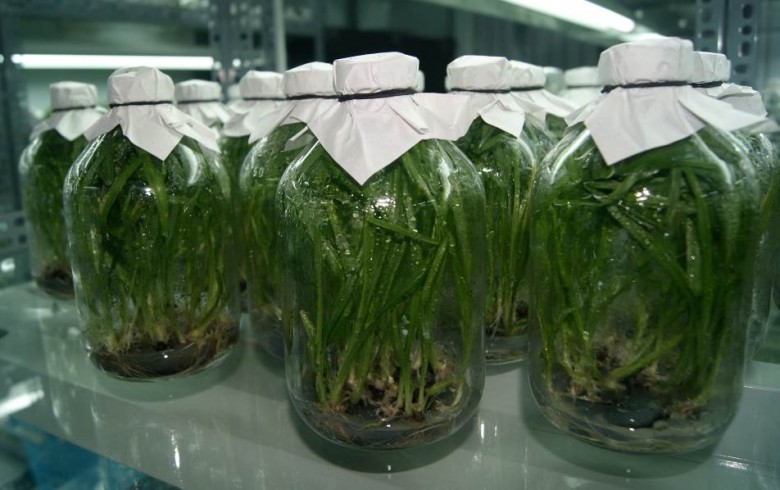 Cây Sâm Cau in vitro tại phòng nuôi cây của Trung tâm Ươm tạo