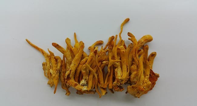 Stroma C. militaris khô thu được từ thí nghiệm