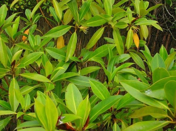 Cây vẹt đen - Bruguiera sexangula