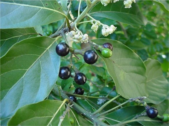 Bời lời đỏ (danh pháp hai phần: Litsea glutinosa), còn gọi là bời lời nhớt