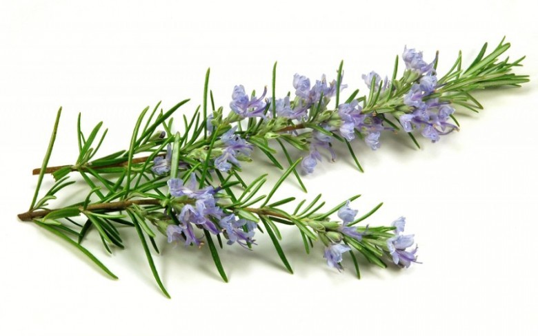 Hương thảo, tên khoa học Rosmarinus officinalis