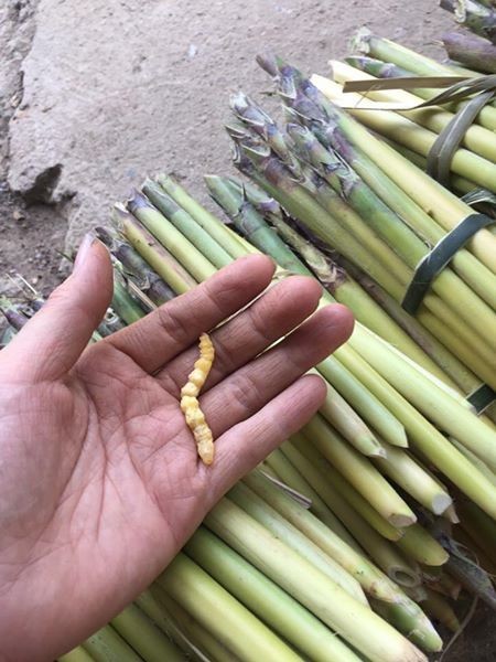 Sâu chít có tác dụng gây độc tế bào ung thư người