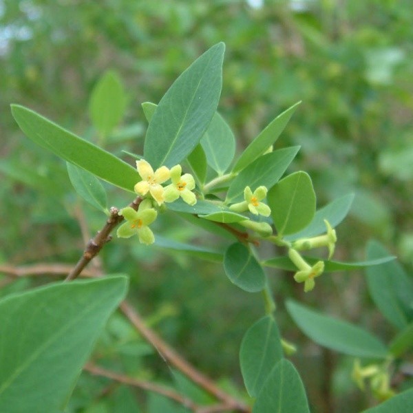 Hình ảnh và mô tả cây Niệt dó, Dó niệt, Dó chuột - Wikstroemia indica (L.) C.A. Mey., thuộc họ Trầm - Thymelaeaceae.