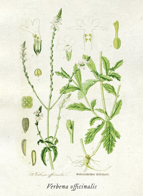 Hình ảnh và mô tả cây Cỏ roi ngựa - Verbena officinalis