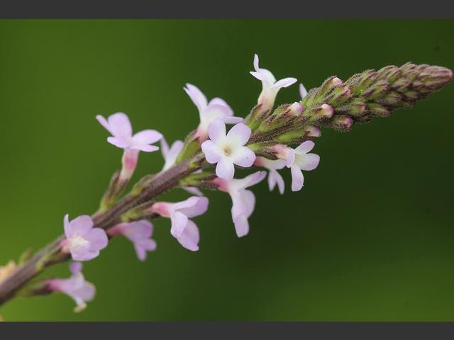 Hình ảnh hoa cây Cỏ roi ngựa - Verbena officinalis 