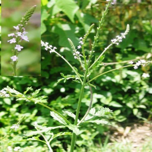 Cỏ roi ngựa - Verbena officinalis L., thuộc họ Cỏ roi ngựa - Verbenaceae.