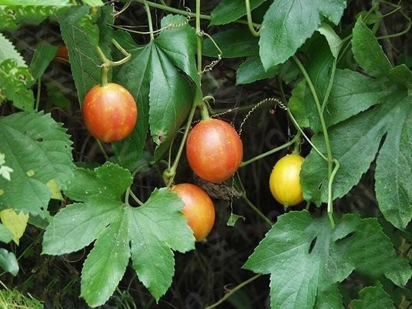 Hình ảnh và mô tả cây Qua lâu, Dưa trời, Dây bạc bắt - Trichosanthes kirilowi Maxim