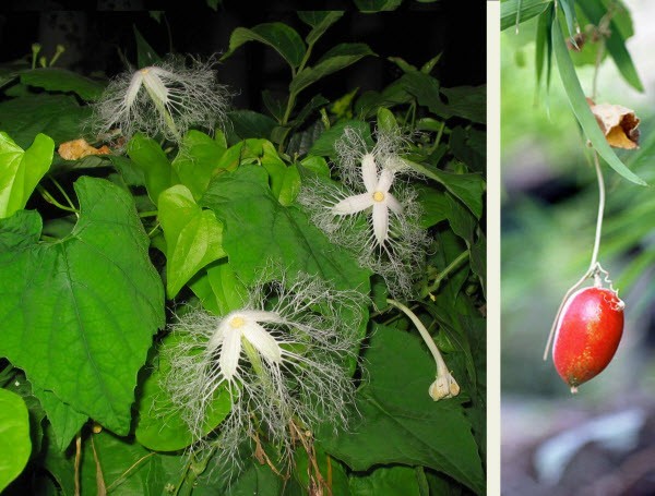 Qua lâu trứng - Trichosanthes ovigera Blume (T. cucumeroides (Ser.) Maxim.), thuộc họ Bầu bí - Cucurbitaceae.