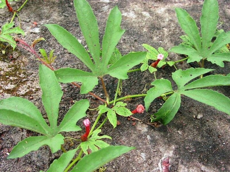 Hình ảnh và mô tả cây Qua lâu bao lớn - Trichosanthes bracteata (Lam.) Voigt.