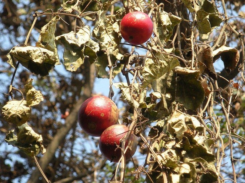 Hình ảnh Cây Qua Lâu Bao Lớn - Trichosanthes Bracteata chín
