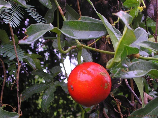 Qua lâu bao lớn - Trichosanthes bracteata (Lam.) Voigt., thuộc họ Bầu bí - Cucurbitaceae.