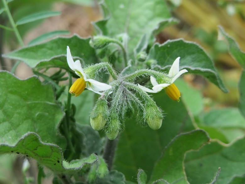 Hình ảnh mổ tả cây Lu lu đực - Solanum nigrum