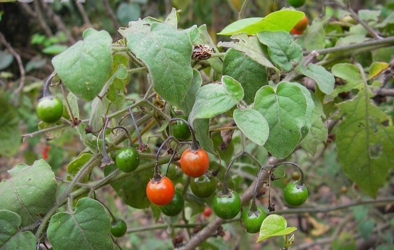 Hình ảnh và mô tả cây Cà Đắng Ngọt - Solanum Lyratum
