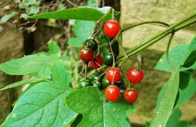 Hình ảnh và nhận biết tên đồng nghĩa 