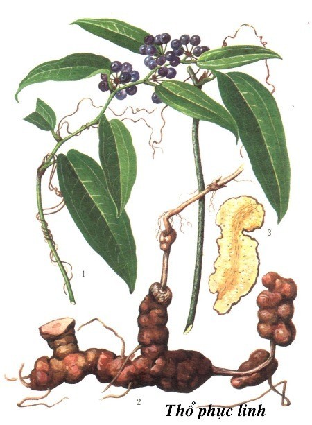 Hình ảnh và mô tả Cây Thổ Phục Linh - Smilax Glabra