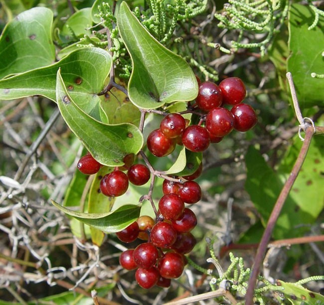 Chùm Quả Cây Thổ Phục Linh - Smilax Glabra