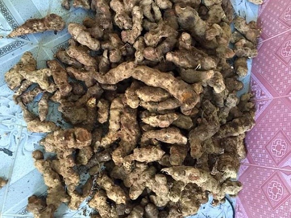 Thổ Phục Linh - Rhizoma Smilacis