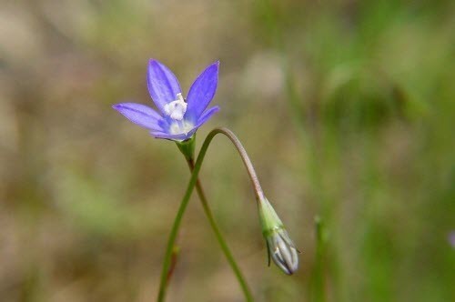 Hoa Cây Sâm Ruộng - Wahlenbergia Marginata