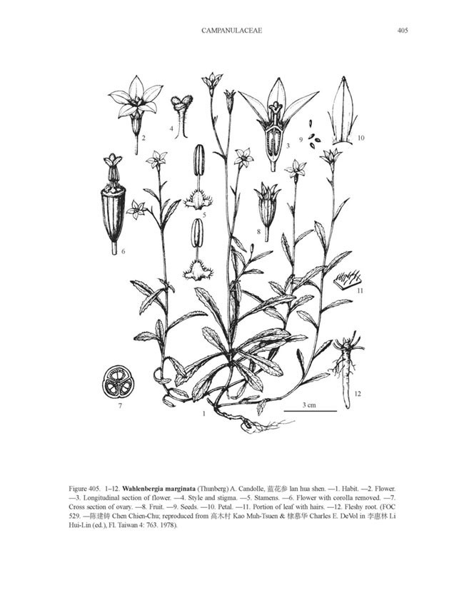 Hình minh hoa chi tiết Cây Sâm Ruộng - Wahlenbergia Marginata