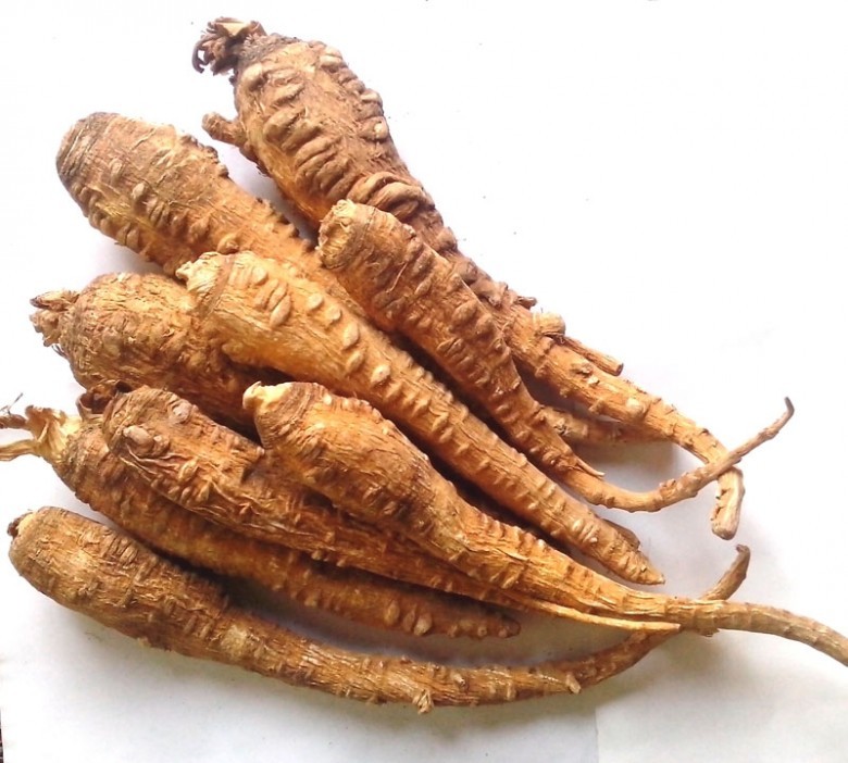 Củ Bạch Chỉ