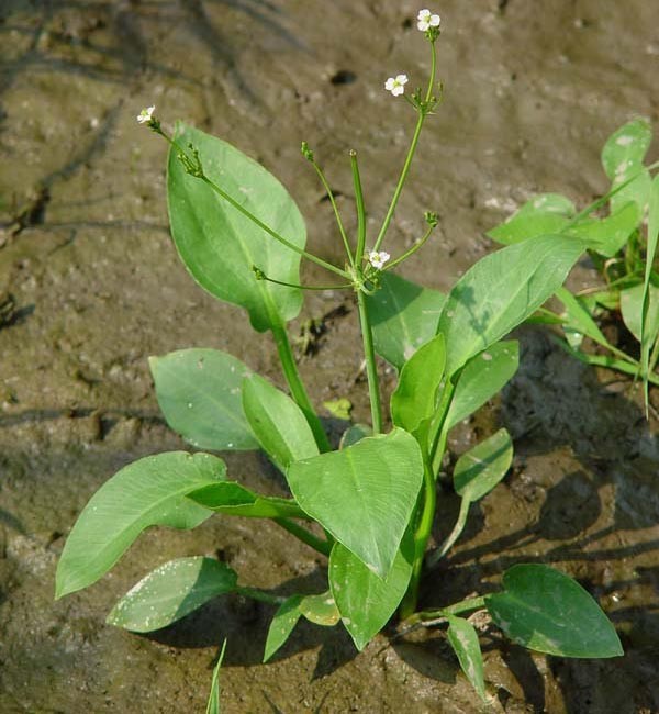 Hình ảnh mô tả Cây Trạch Tả - Alisma Plantago - Aquatica