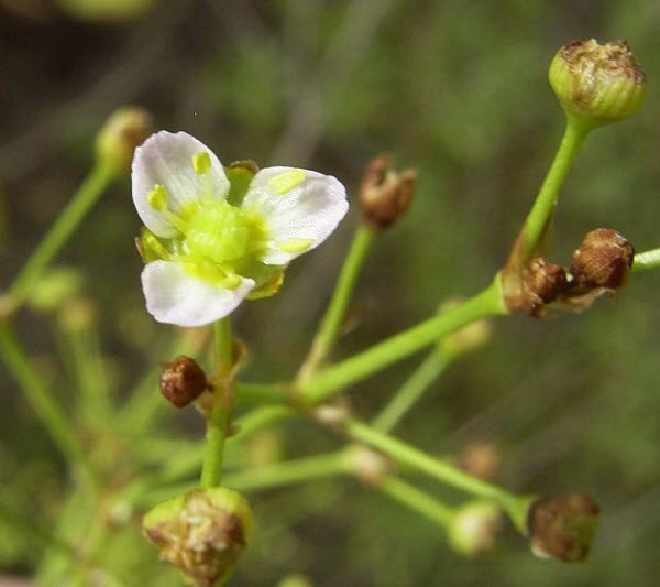 Hình ảnh Hoa Trên Cây Trạch Tả - Alisma Plantago - Aquatica