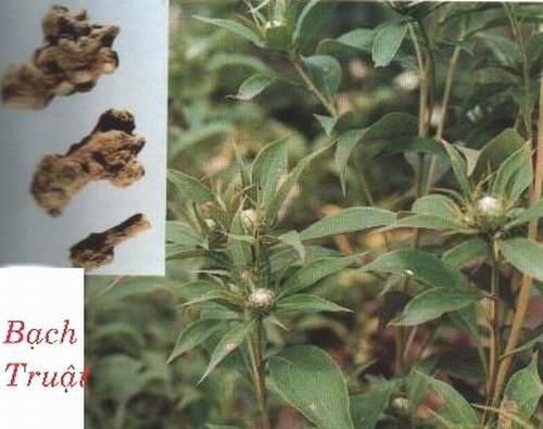 Hình ảnh mô tả cây Bạch truật - Atractylodes macrocephala