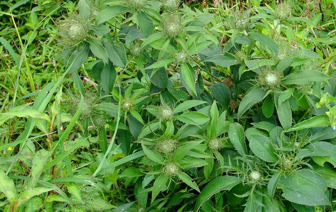 Hình ảnh cây Bạch truật