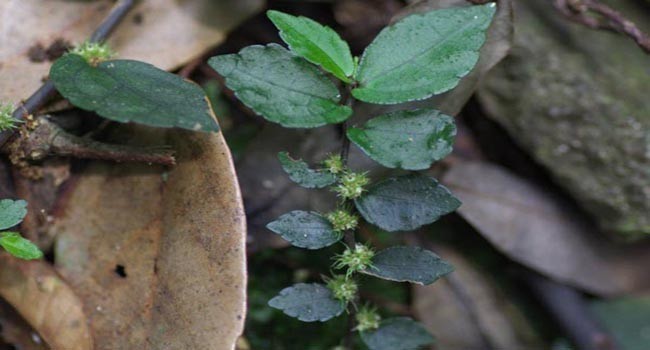 Hoa Cây Sam Đá Bò -  Pellionia Radicans