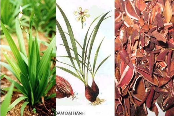 Hình ảnh và mô tả cây Sâm đại hành, Tỏi lào, Hành lào, Hành đỏ - Eleutherine bulbosa