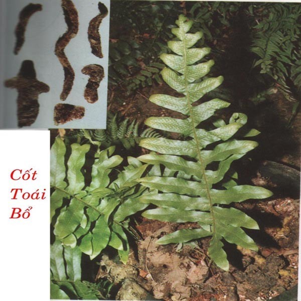 Hình ảnh Tắc kè đá - Drynaria bonii christ