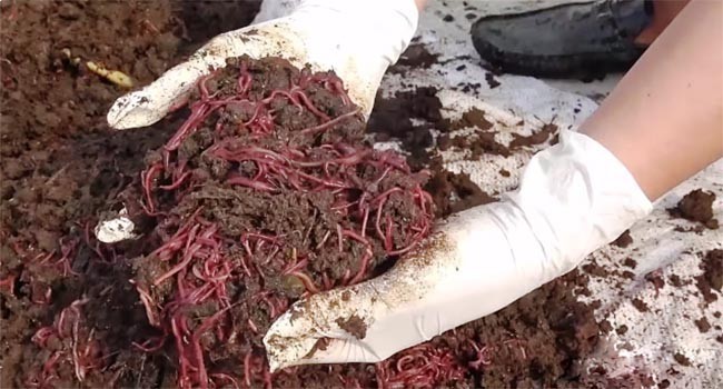 Hình ảnh Trùn Quế hay giun Quế có tên khoa học là Perionyx excavatus, chi Pheretima, họ Megascocidae