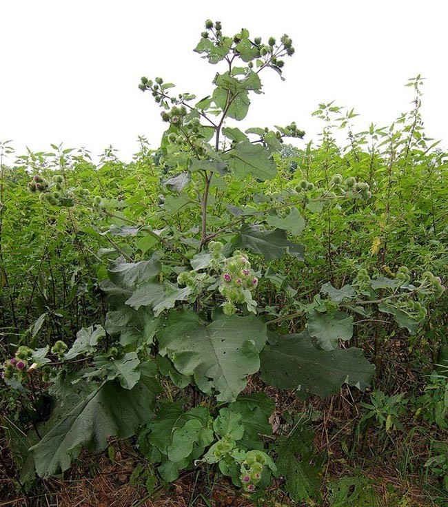 Hình ảnh Ngưu bàng - Arctium lappa L., thuộc họ Cúc - Asteraceae.
