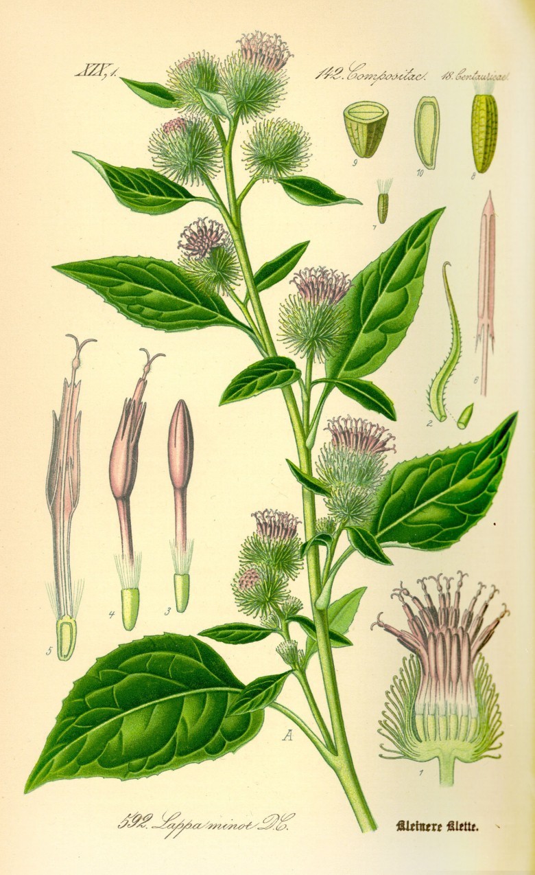 Tiểu ngưu bảng (Arctium minus) trong Flora von Deutschland, Österreich und der Schweiz của Thomé, 1885