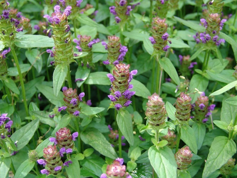 Hình ảnh Hạ khô thảo - Prunella vulgaris L., thuộc họ Hoa môi - Lamiaceae.