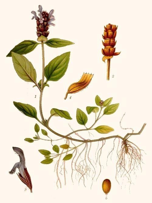 Hình ảnh mô tả cây Hạ khô thảo - Prunella vulgaris L.