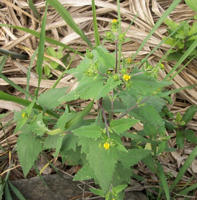 Hình ảnh Hy thiêm, Cỏ đĩ, Chó đẻ hoa vàng - Siegesbeckia orientalis L., thuộc họ Cúc - Asteraceae.