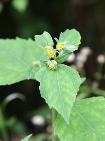 Hy thiêm - Sigesbeckia orientalis
