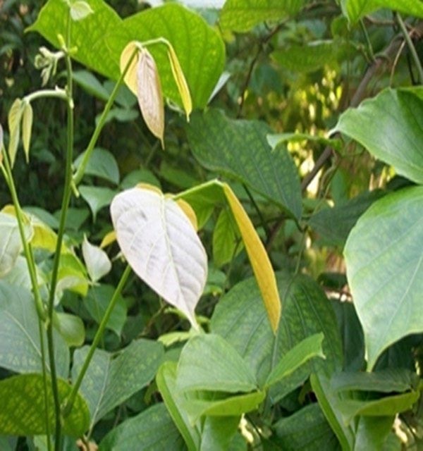 Hình ảnh Huyết rồng, Kê huyết đằng – Spatholobus harmandii Gagnep., thuộc họ Đậu - Fabaceae.