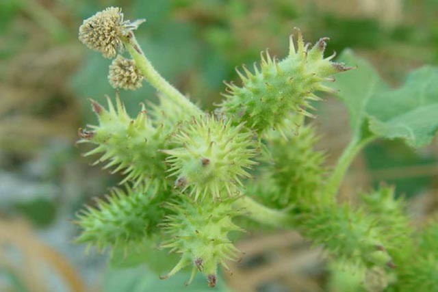 Hình ảnh Ké đầu ngựa - Xanthium inaequilaterum DC., thuộc họ Cúc - Asteraceae.