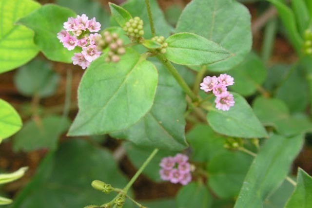 Hình ảnh Cây Sâm đất, Sâm nam, Sâm rừng, Sâm quy bầu - Boerhavia diffusa L. (B. repens L.)