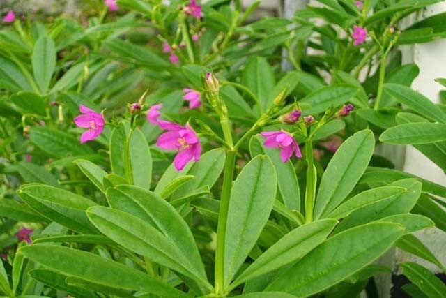 Cây Thổ Nhân Sâm - Talinum Patens