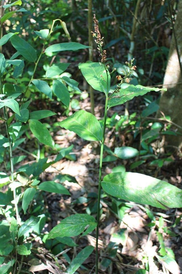 Hình ảnh mô tả cây Riềng rừng -  Alpinia conchigera