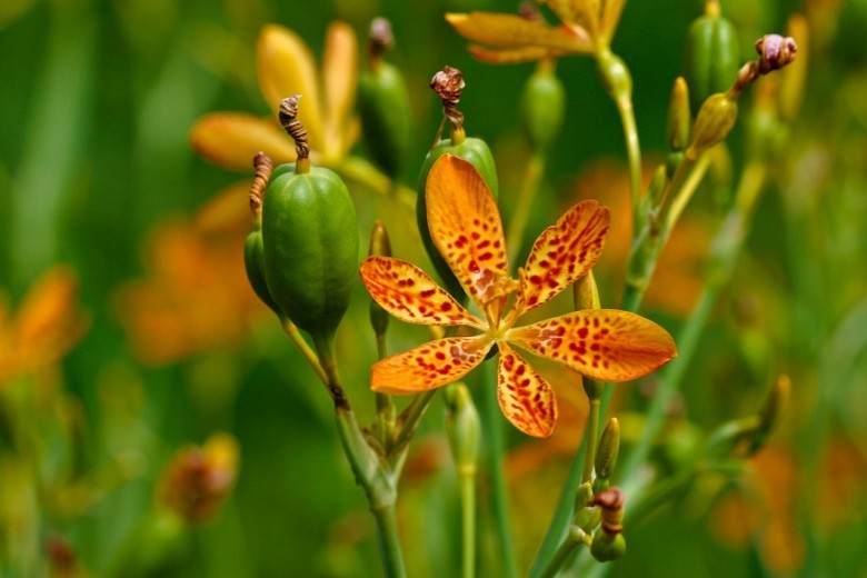 Hình ảnh mô tả cây Rẻ quạt - Belamcanda chinensis
