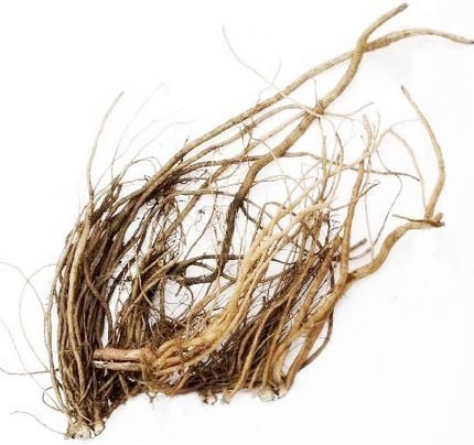 Rễ cây ngưu tất - Radix Achyranthis Bidentatae